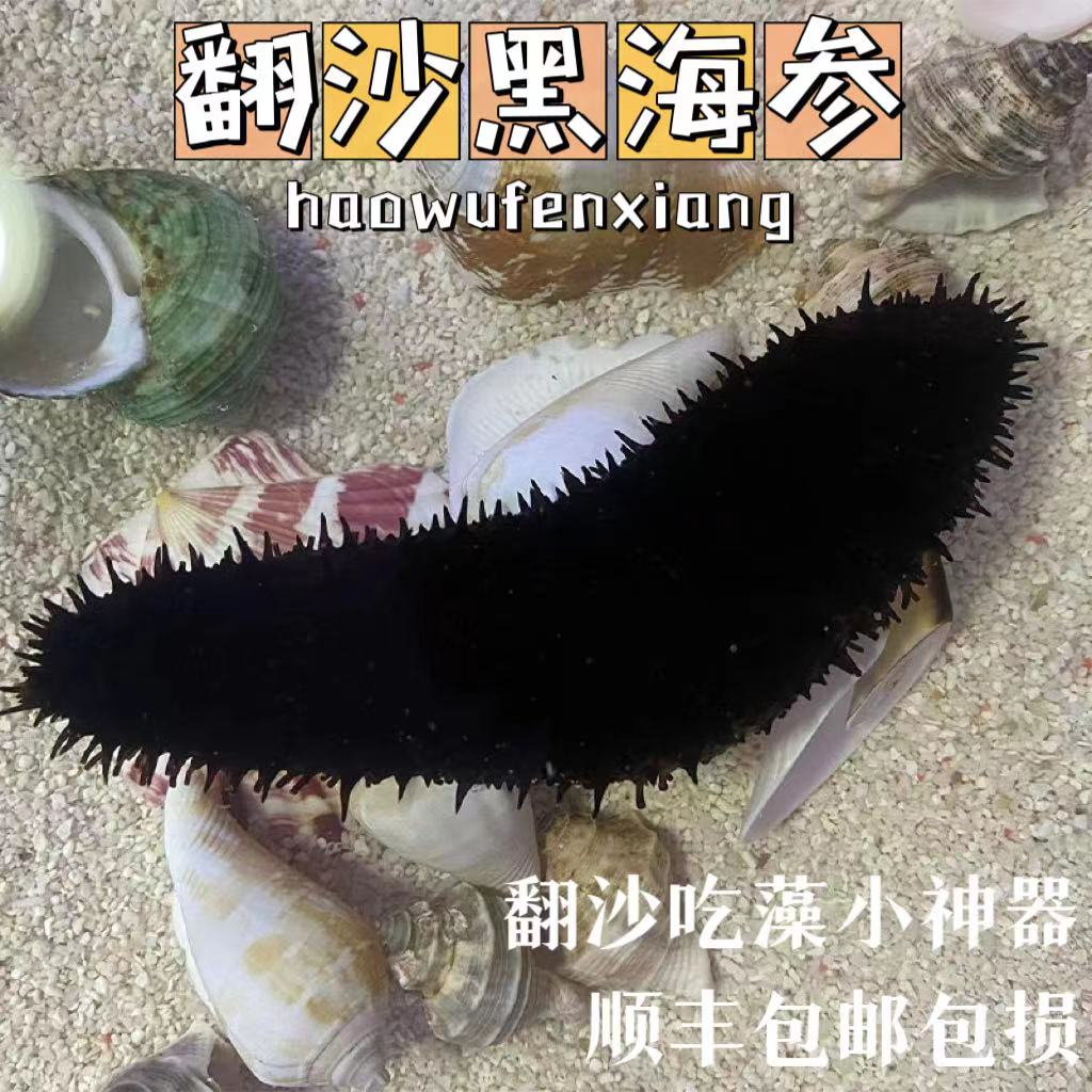 翻砂黑海参红海参海缸翻砂生物工具海参观赏活体海洋生物包邮包活