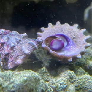 紫底星螺海水螺海缸除藻吃藻观赏螺净化海缸吃藻金环宝螺
