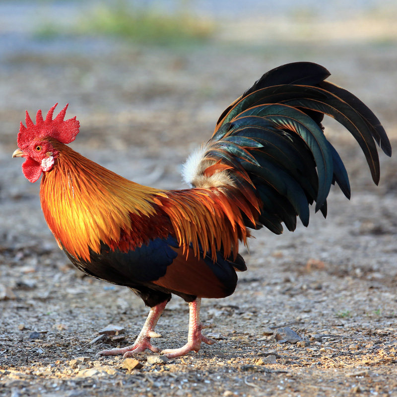 锋农土鸡 4斤左右老公鸡 公鸡散养2-3年左右大公鸡草鸡走地鸡笨鸡