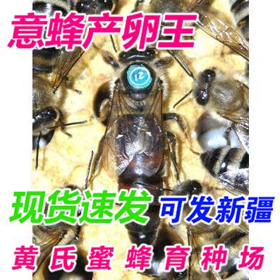 喀尔巴阡蜂王 种蜂王 产卵王 蜜蜂蜂王 蜜蜂种蜂王 蜜蜂产卵王