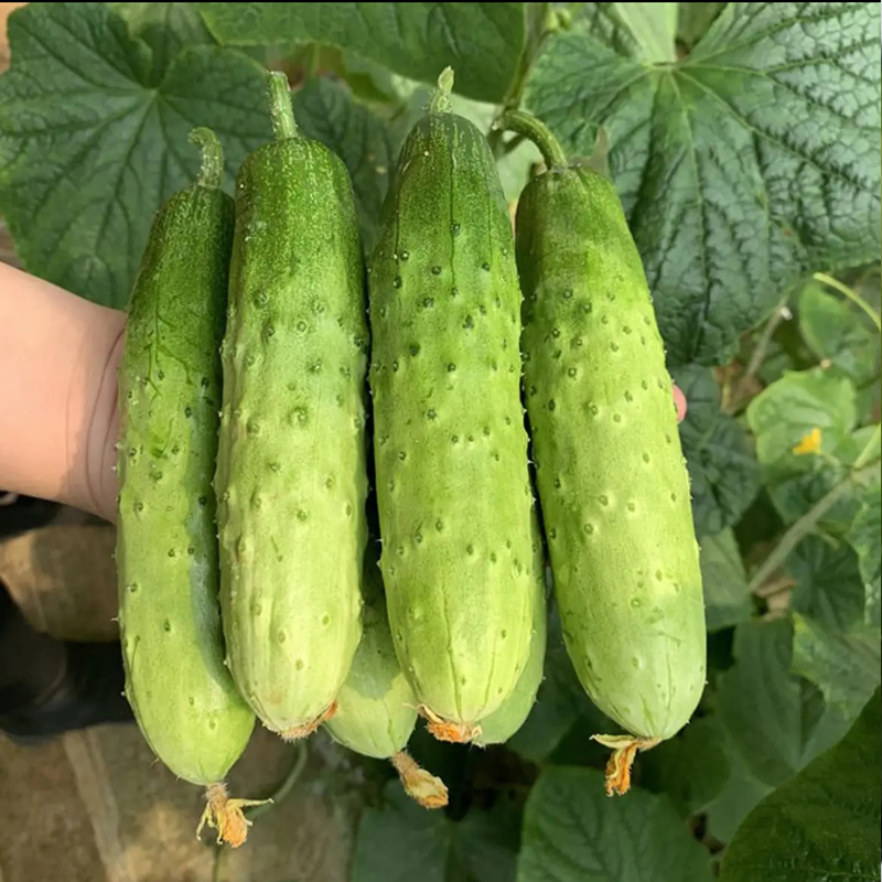 东北旱黄瓜新鲜青瓜5斤顺丰发农家生吃蘸酱菜新鲜蔬菜