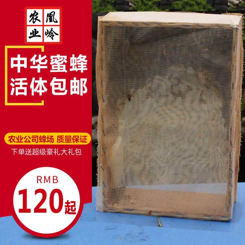 中蜂笼蜂种蜂活体中华蜜蜂带王蜂群双色整箱高产黑王土蜂产卵蜂王在类目 畜牧/养殖物资, 蜂场养殖物资, 摇蜜机中 - 来自Buy2taobao.com提供专业的淘宝代购服务