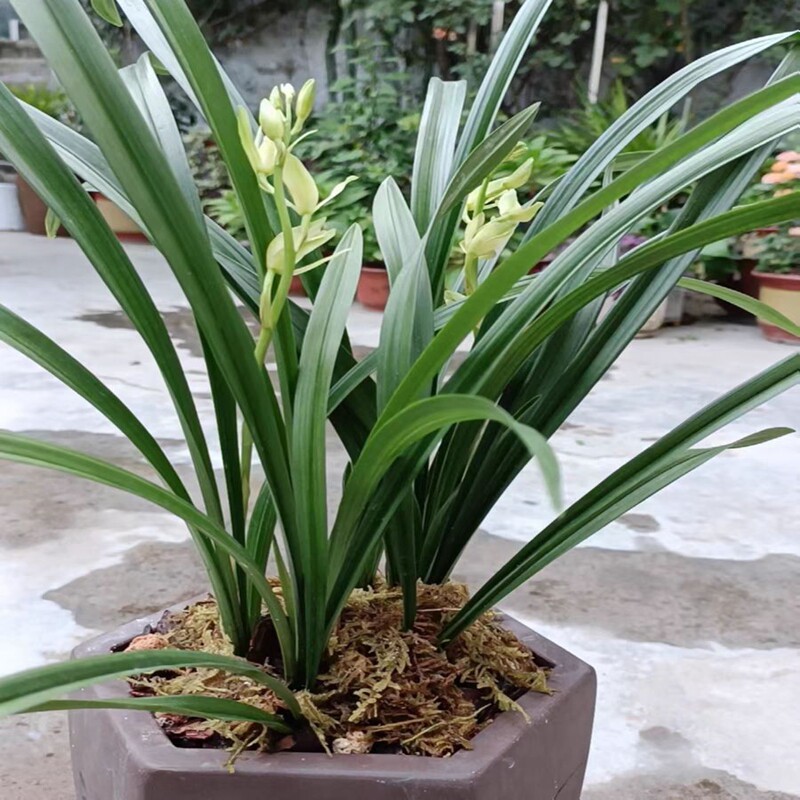 兰花盆栽建兰大凤素带花苞高端高级建兰系列十大名贵墨兰特级蕙兰