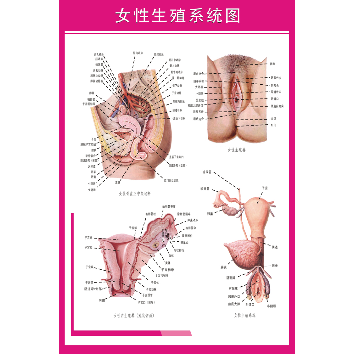 女性生殖系统解剖知识挂图 医院海报定制 妇科科室布置装饰墙贴画