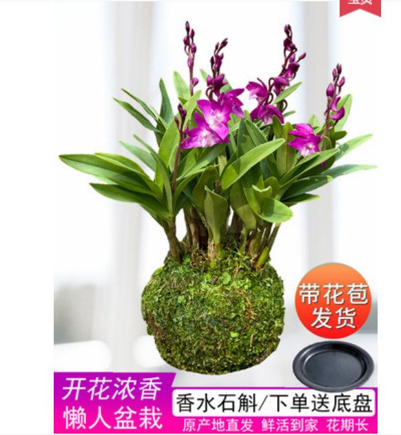 香水石斛兰花苗紫红花石斛冬季带花苞春节开花浓香澳洲香水石斛兰