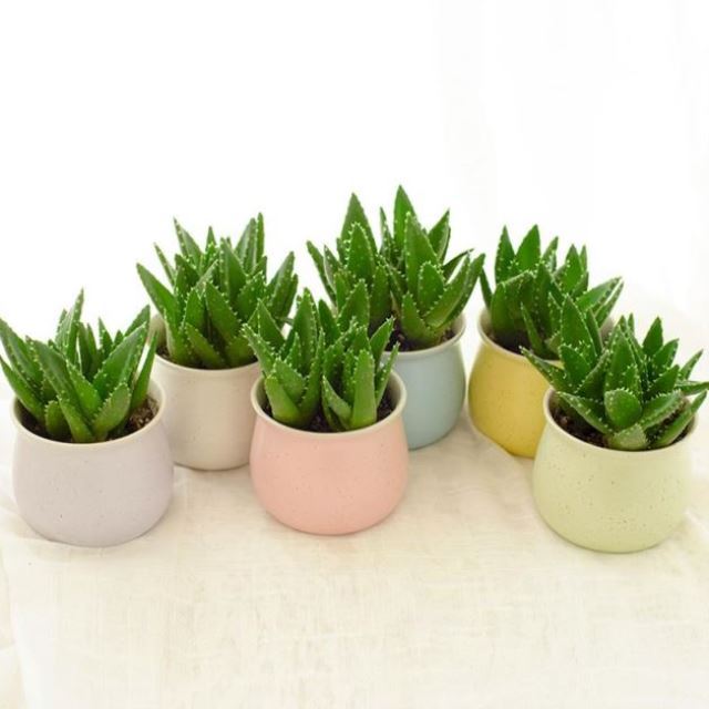 幼儿园盆栽易活绿植净化送老师卧室简约宿舍小植物水培花空气园艺