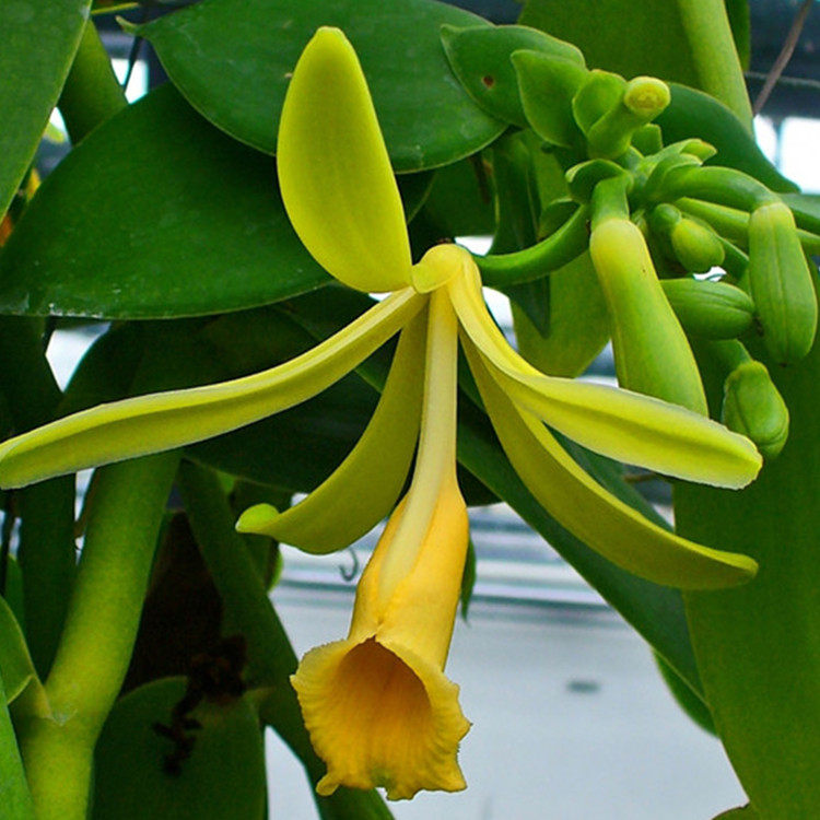 merkina梅恩纳品牌墨西哥香荚兰香草兰vanilla梵尼兰苗包邮