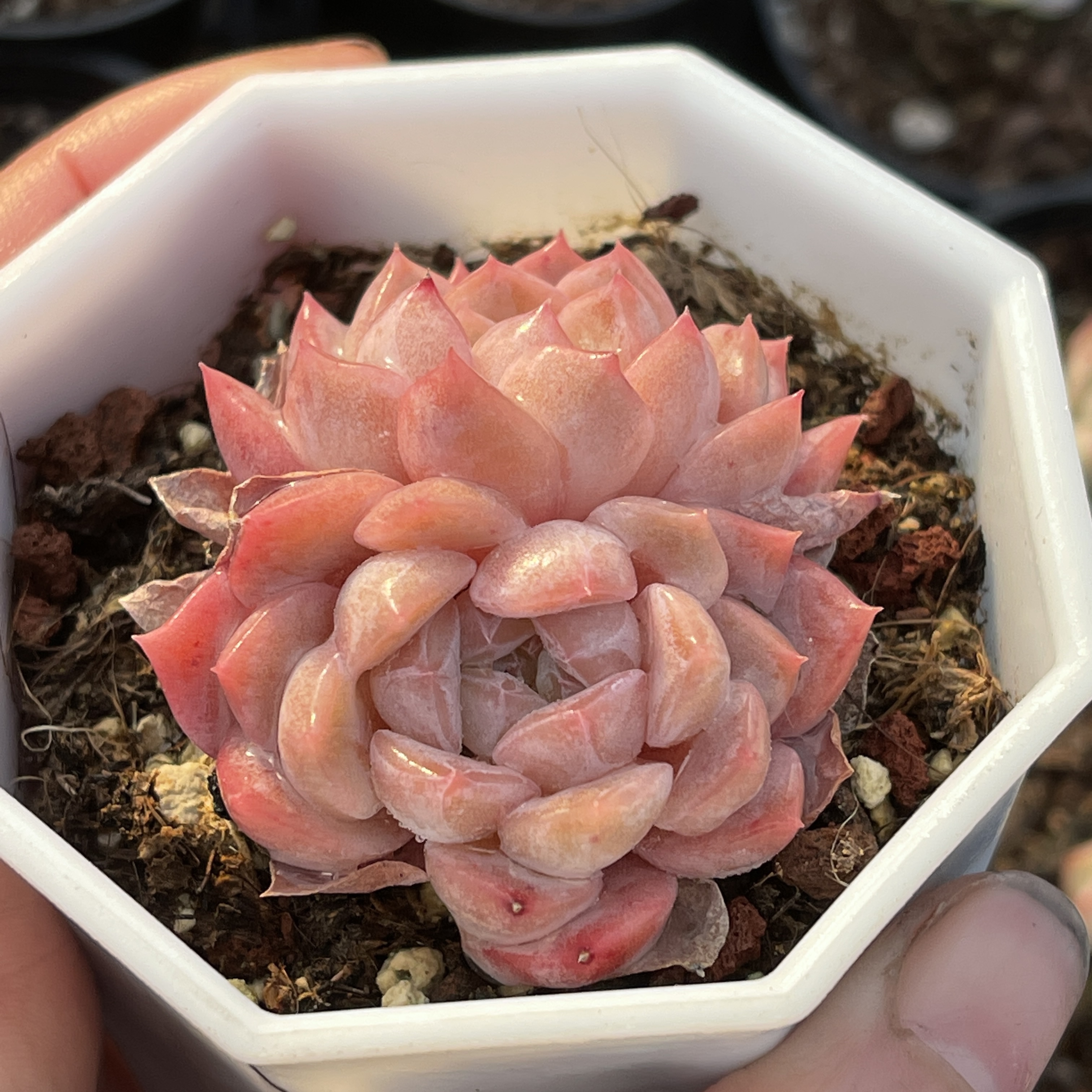 贵品冰橙钻石纹双头多肉粉色糖心七厘米盆