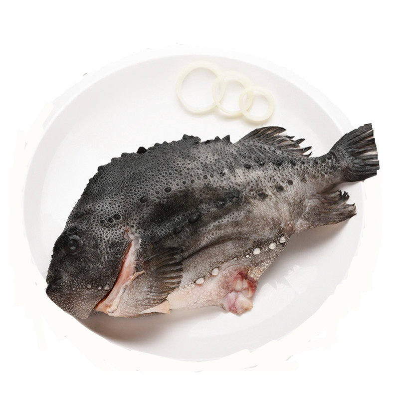 航海日记 海捕斑鱼进口海鲜水产冰岛海参斑1.5kg左右一条
