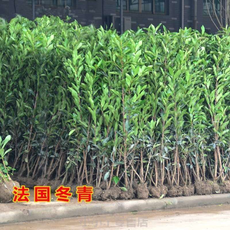 法国冬青苗别墅庭院小区绿化植物冬青苗四季常青围墙树苗篱笆常绿