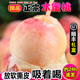 【现货】正宗水蜜桃当季现摘桃子新鲜水果5/10斤整箱礼盒毛桃