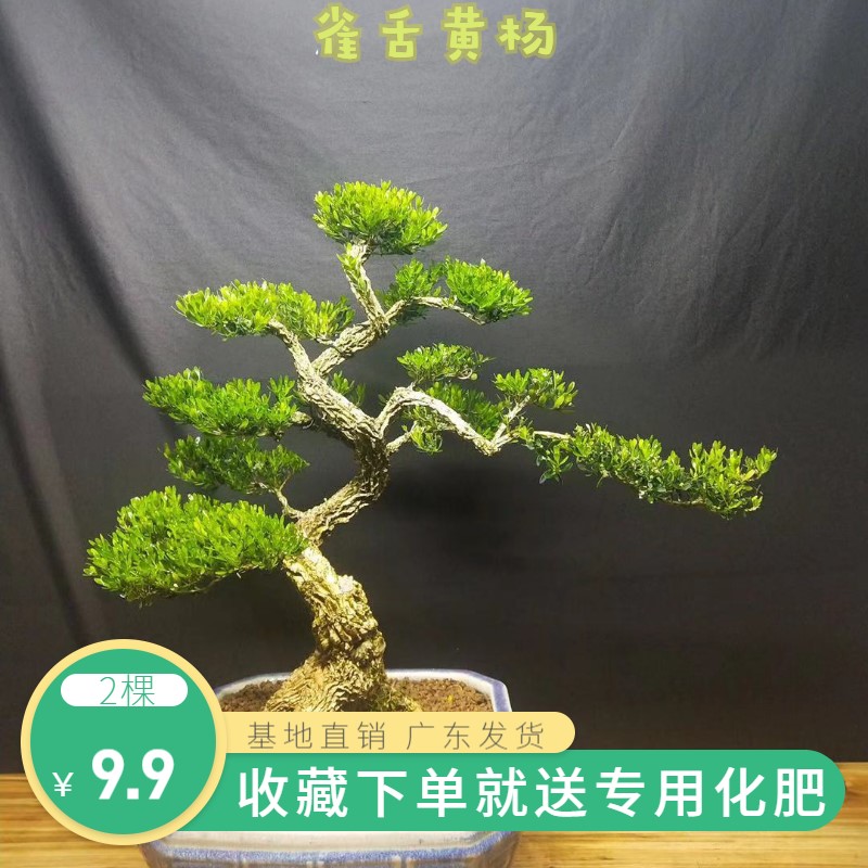 雀舌黄杨皱皮小叶黄杨苗高档造型名贵盆景树苗石柳苗盆栽室内常青