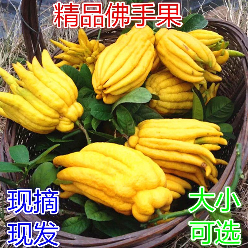 佛手果 佛手柑 佛手瓜 新鲜现摘 自然清香 三斤包邮 五斤送一斤|msdalam kategori makanan ringan/Nuts/Specialty, Manisan/jujube/Plum/buah-buahan kering, buah bergamot - dari Buy2taobao.com untuk memberikan perkhidmatan ejen Taobao profesional membeli