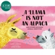 Lorna Scobie：A Llama Is Not an Alpaca 美洲驼不是羊驼 英文原版 进口图书 儿童绘本 动物百科图画书 精品绘本 又日新