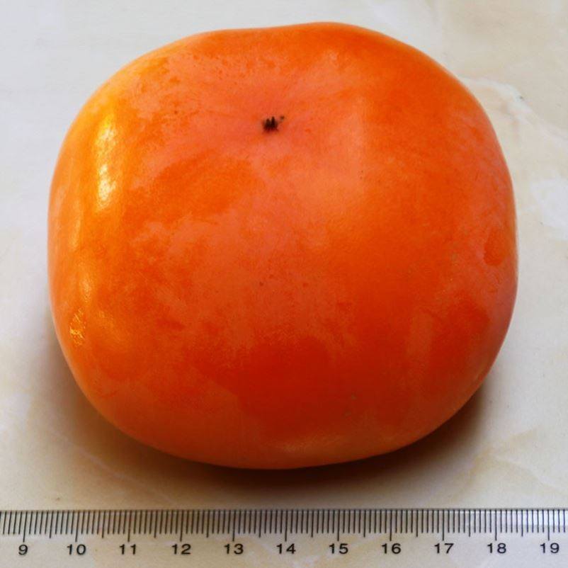 710天发云南脆柿子新鲜大果保山甜柿冰糖心硬日本次郎吉柿6斤9斤