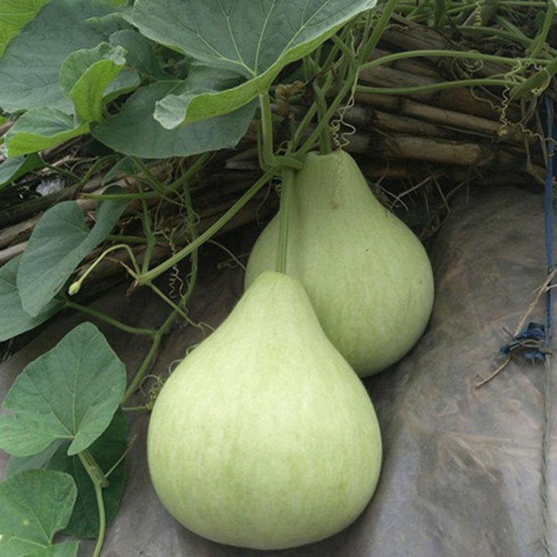 菜葫芦种子 春夏秋四季蔬菜种籽 极早生食用甜飘瓠瓜种孑爬藤瓜果