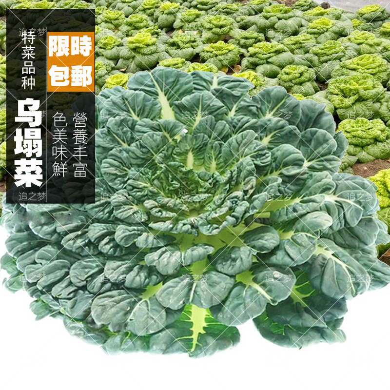 乌塌菜种子黄心乌菜种籽乌塔菜黑心乌蔬菜种孑易种耐寒四季播种