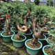 澳洲杉盆景绿植盆栽松树大型绿植室内客厅大植物四季常青净化空气