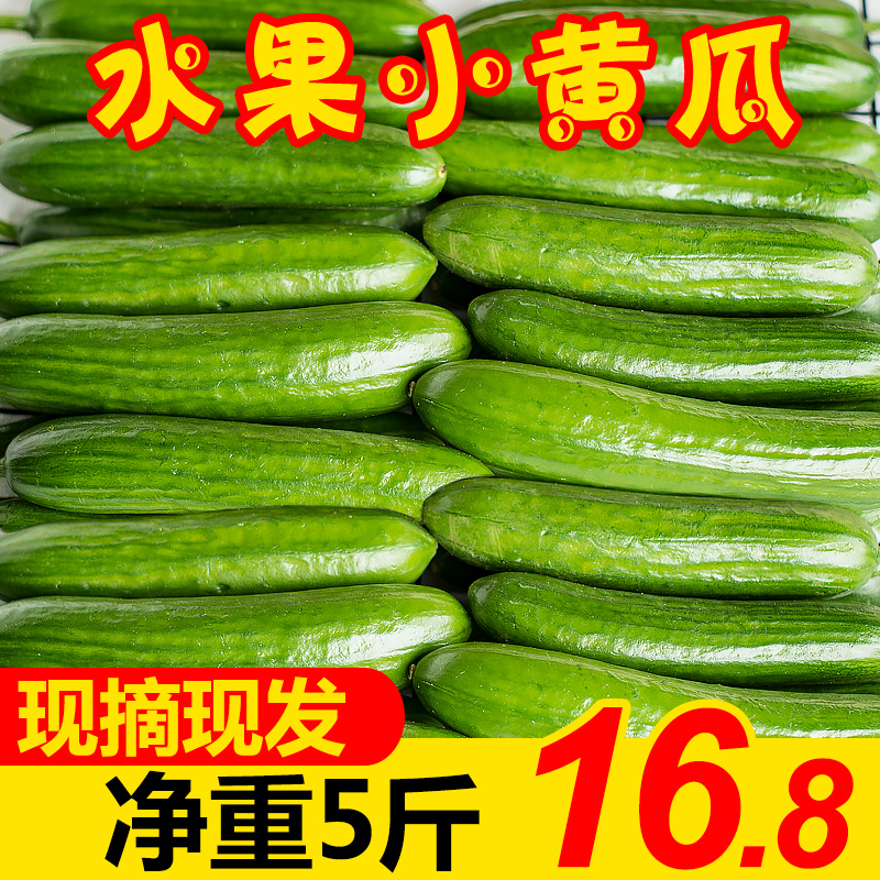 黄瓜新鲜5斤青瓜小黄瓜10荷兰当季水果新鲜蔬菜孕妇生吃批发包邮|msdalam kategori daging perikanan/Buah-buahan segar dan sayur-sayuran/dimasak, sayur-sayuran segar/Vegetable Products, sayur-sayuran segar, 黄瓜 - dari Buy2taobao.com untuk memberikan perkhidmatan ejen Taobao profesional membeli
