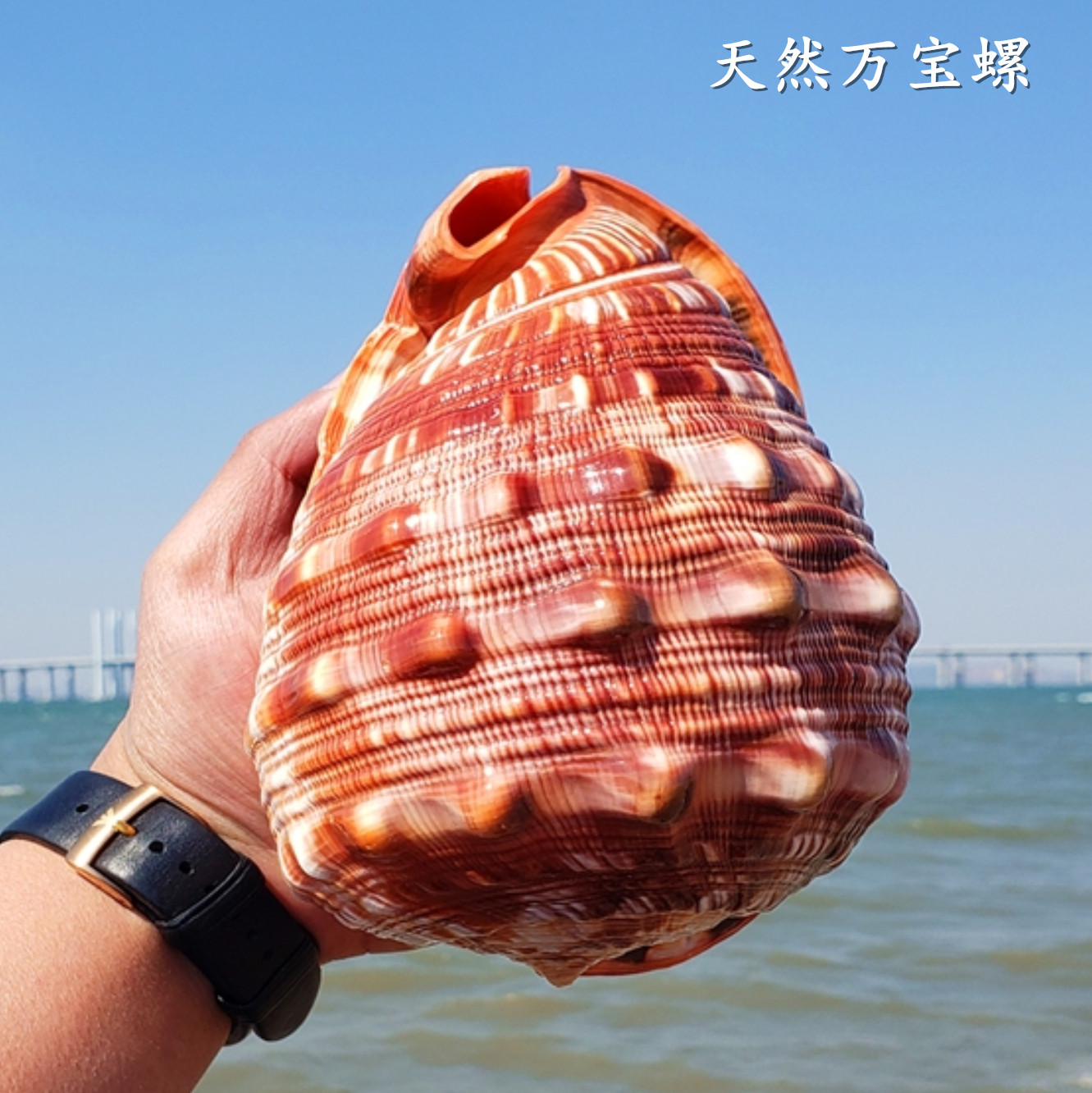 天然超大万宝螺大海螺世界四大名螺家居创意礼品鱼缸造景聚财螺