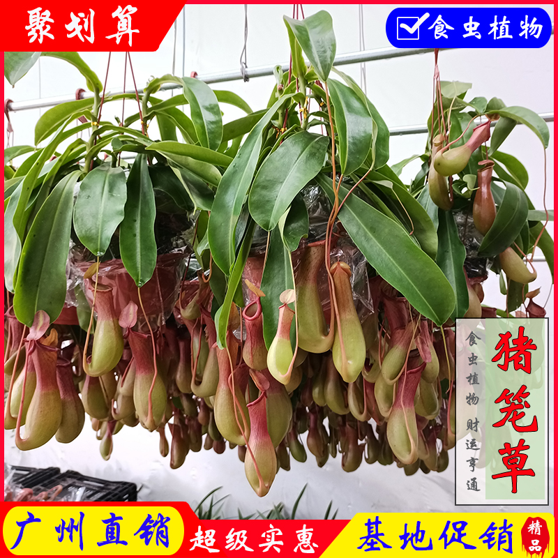 净化空气 驱蚊 美观适用空间 :阳台 窗台 客厅 庭院颜色分类 :猪笼草