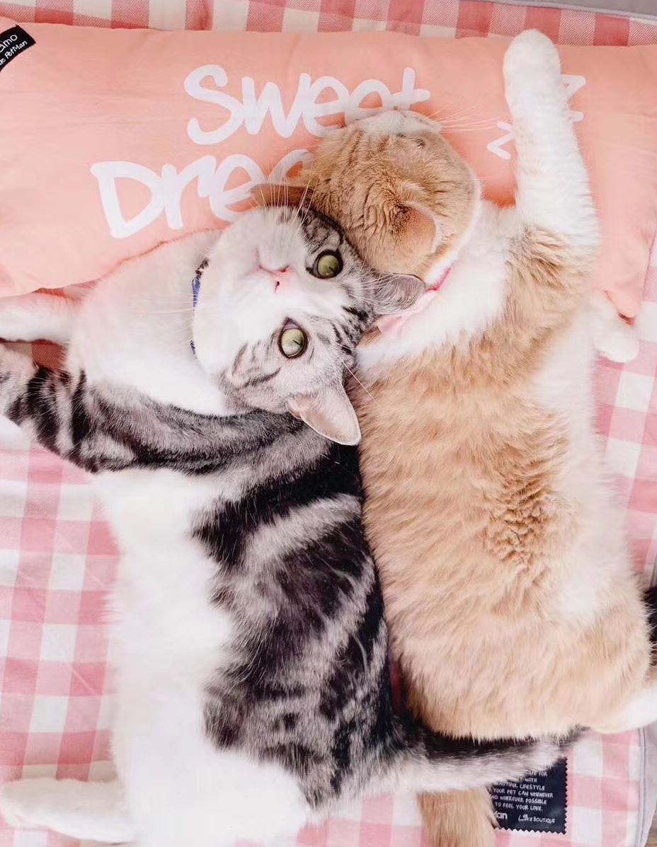 petman狗窝猫窝宠物泰迪室内中小型犬四季通用可拆洗ins网红狗床