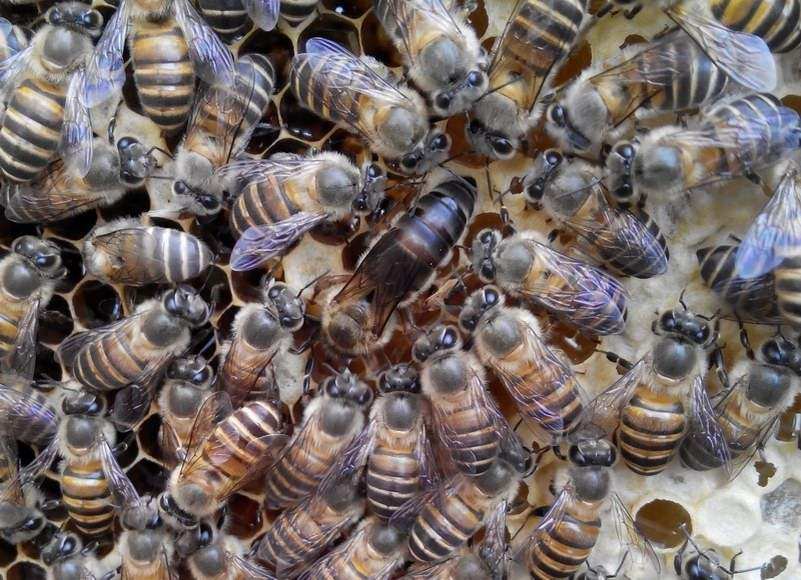 颜师梅州蜂园处蜜蜂蜂王活体中蜂女王仓蜂强群良种开产卵新蜜蜂王