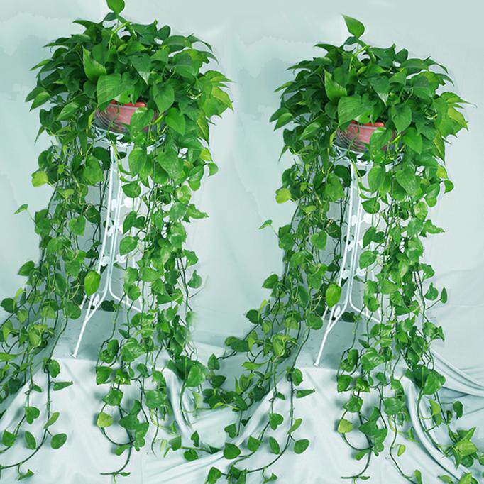 绿萝植物 吊兰长长的 客厅大额优惠券