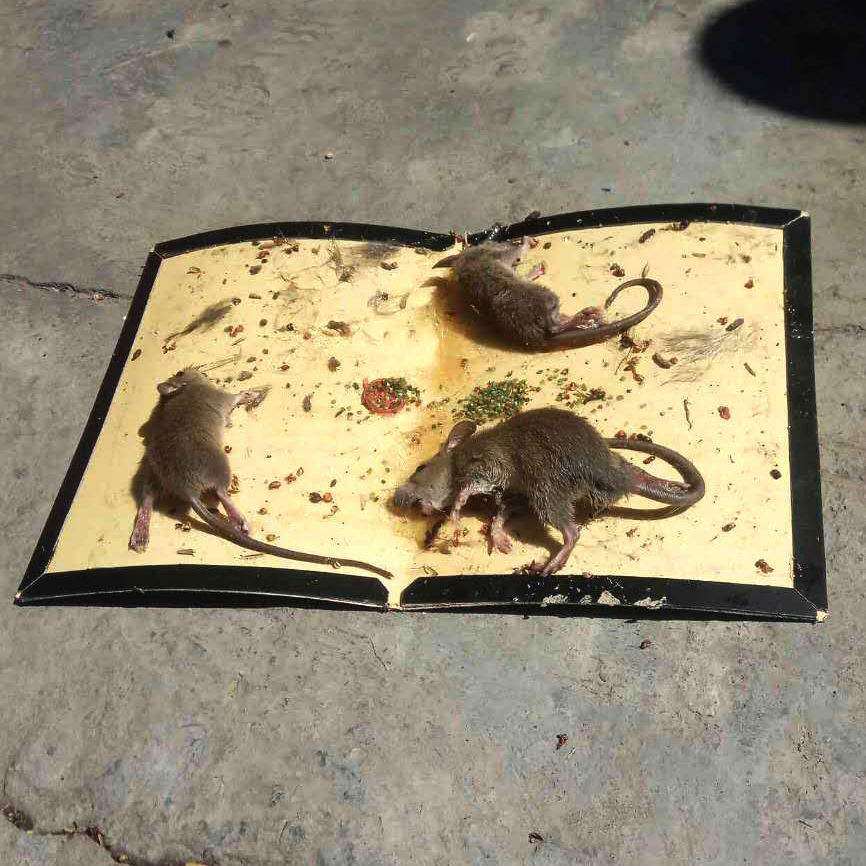 捕鼠神器捉老鼠贴黏鼠板超强力粘鼠板沾鼠大号10片装逮老鼠板优惠券