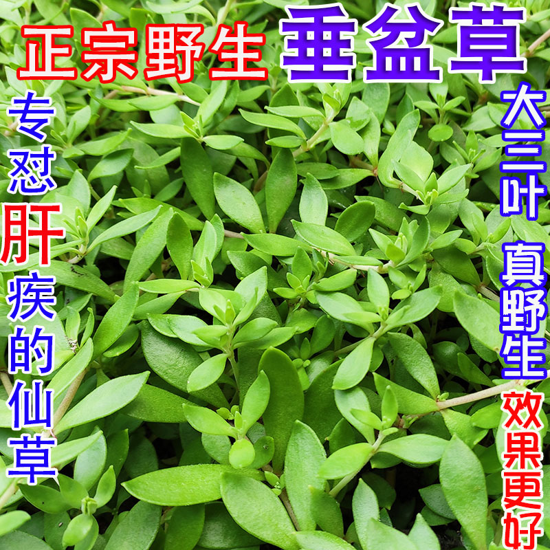 正宗四川野生大三叶新鲜垂盆草食用1斤治肝中草药材颗粒阳炎腹水