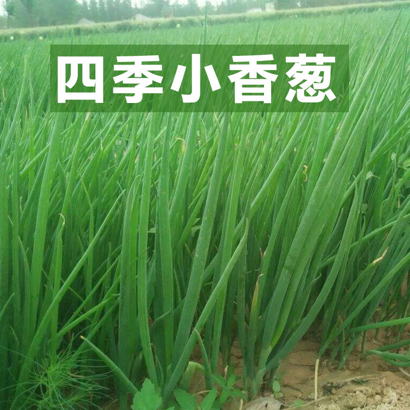 四季小香葱种子章丘大葱蔬菜种子大全盆栽小葱种籽大葱