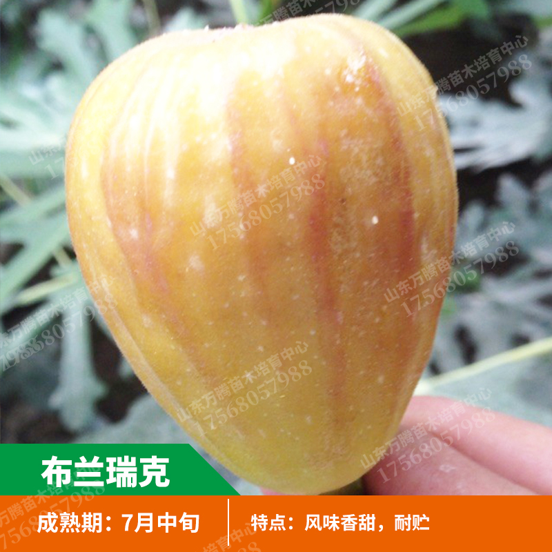 Titus rick  Figs Guomiao courtyard balcony plant Potted plant South North Then Result Saplingin the Flower delivery/Flowers simulation/Plants gardening , Garden Plants/Trees/Fruit tree, Fruit tree category - from Buy2taobao.com to provide professional Taobao agent buy service
