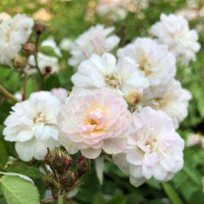 【白莲花】爬藤月季苗藤本绿植玫瑰室内花卉盆栽蔷薇科观花植物