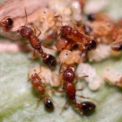 美美的爱花见花开草地铺道蚁之情别墅世界城堡蚂蚁月销0件06 7.845.