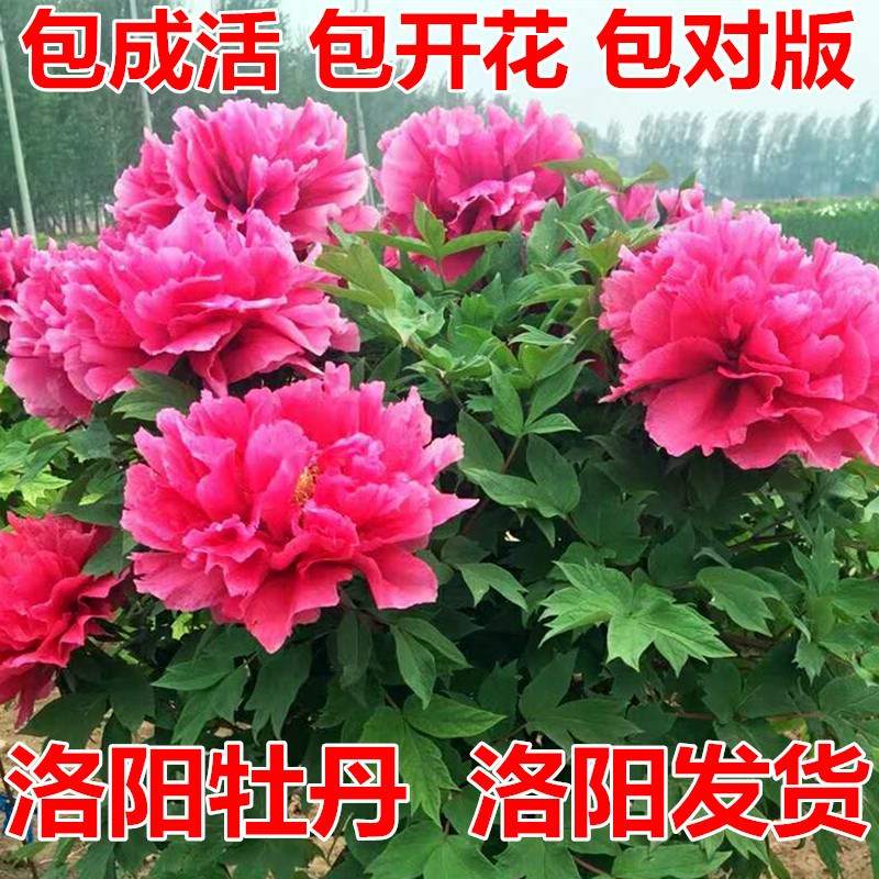 正宗洛阳牡丹花苗四季室内外庭院绿植物盆栽重瓣牡丹花卉多年大苗