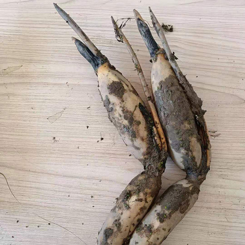 湖北莲藕粉洪湖煲汤种藕苗秧子种苗