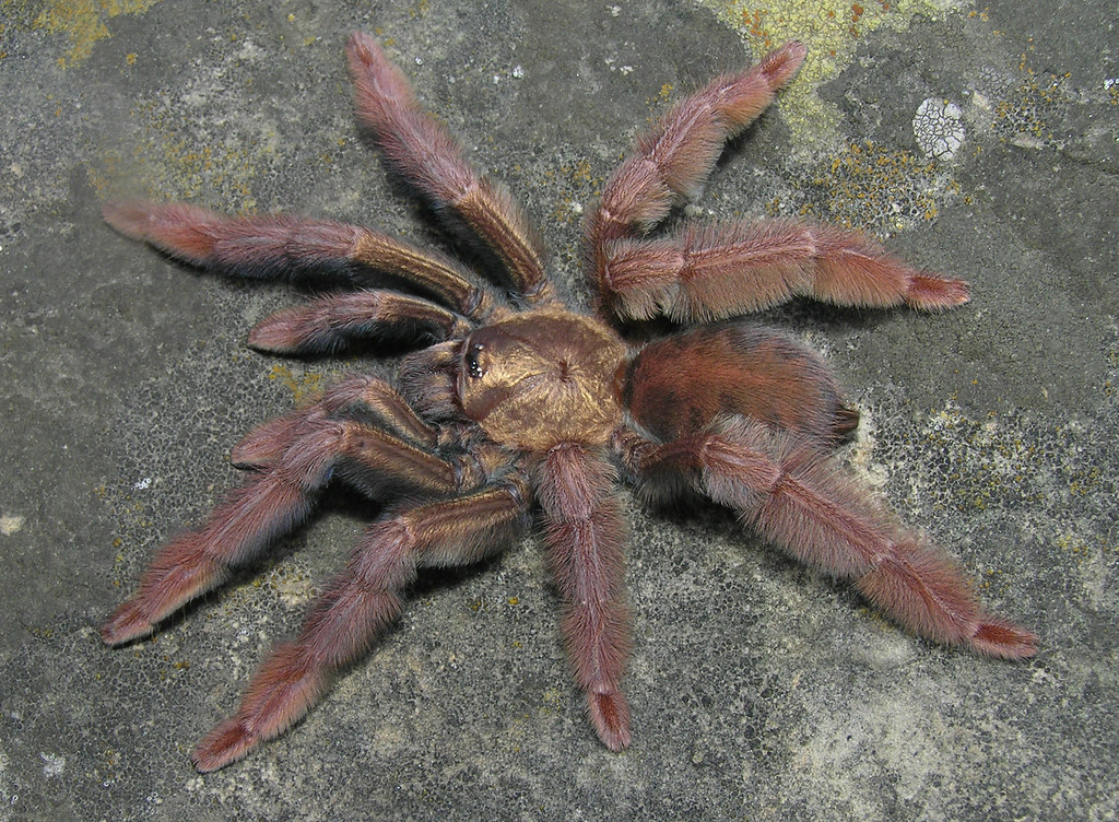 psaecc哥伦比亚圣诞虎足厘米左右可群宠物活体蜘蛛其它水族宠物