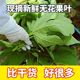 新鲜无花果叶现货现摘无花果树叶子农家枝茎鲜叶非干zhi疮1斤包邮