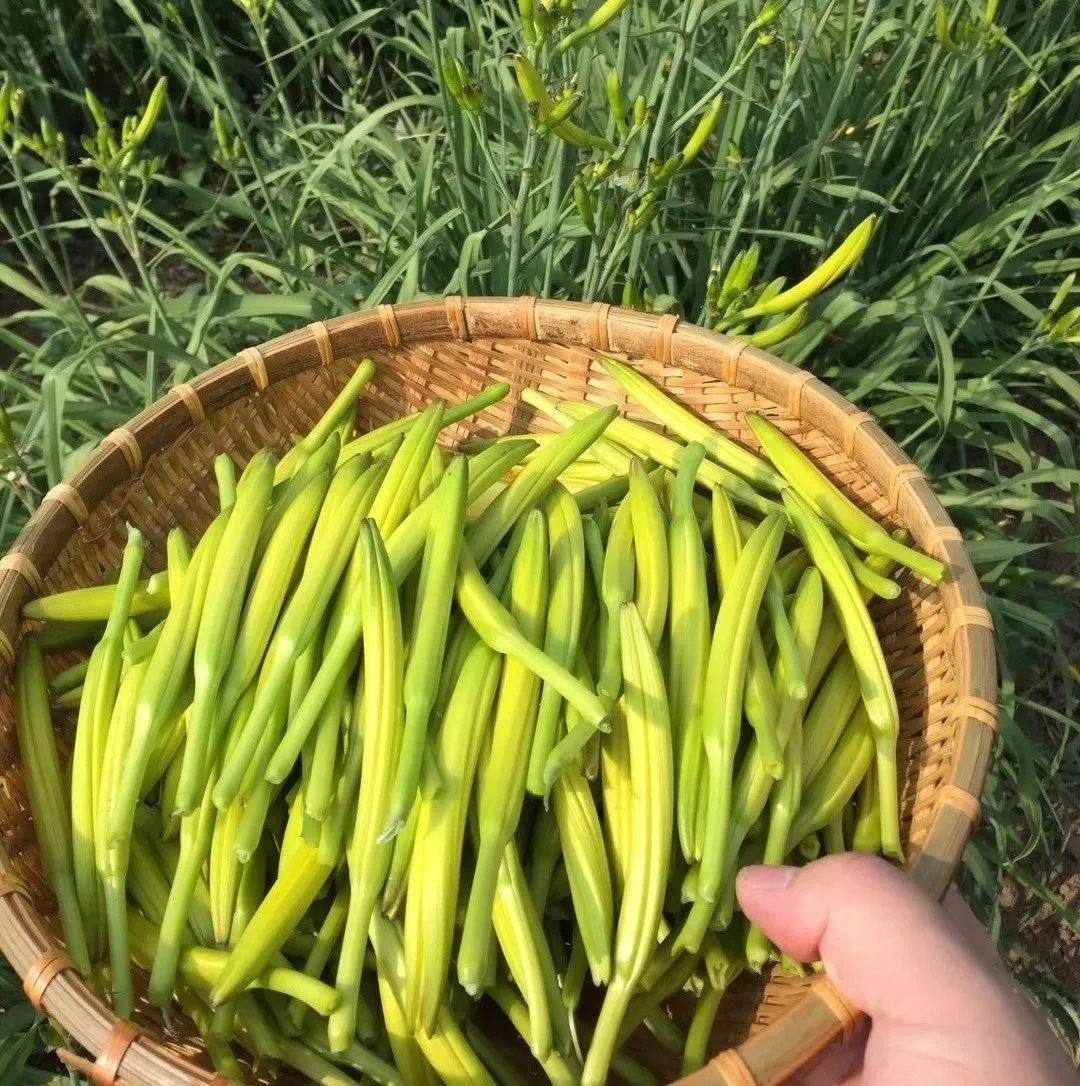 现货农家新鲜黄花菜现摘营养金针蔬菜孕妇凉拌时令下奶菜3斤包邮