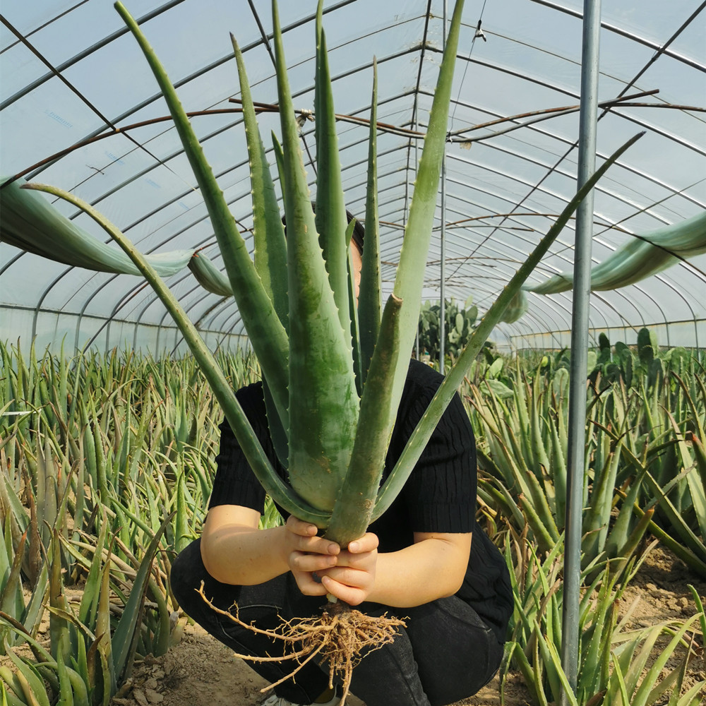 库拉索芦荟(库拉索芦荟的功效与作用)