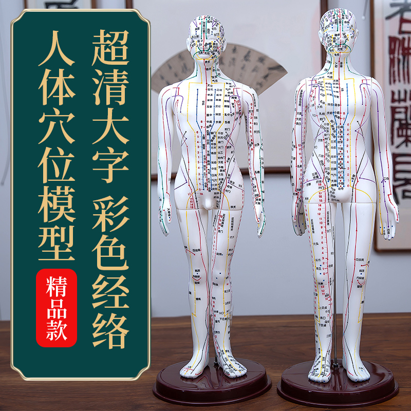 高清针灸人体模型人经络穴位人形可扎针全身小铜人穴位图老中医