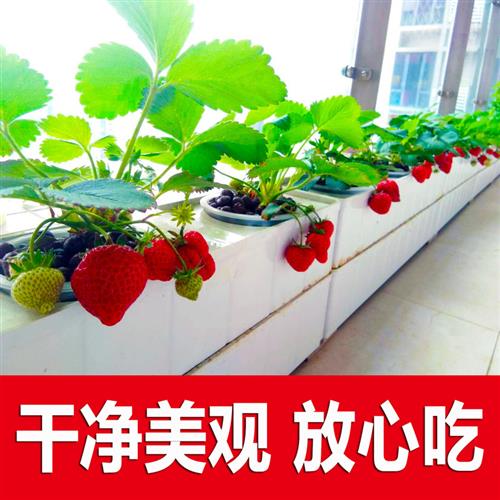 无土栽培黄瓜水培蔬菜家庭室内阳台种菜神器智能箱自动管道式设备