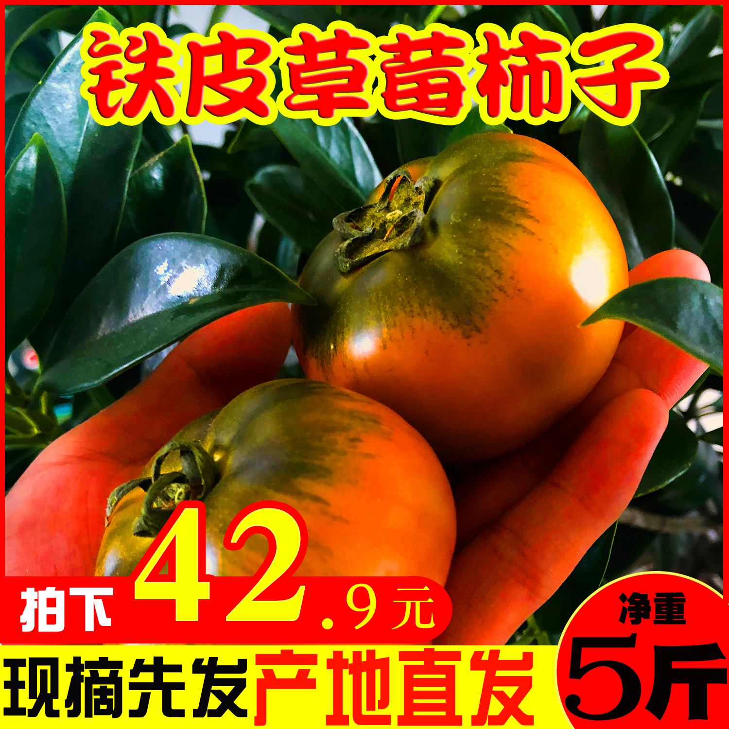 热销丹东草莓柿子铁柿子油柿子