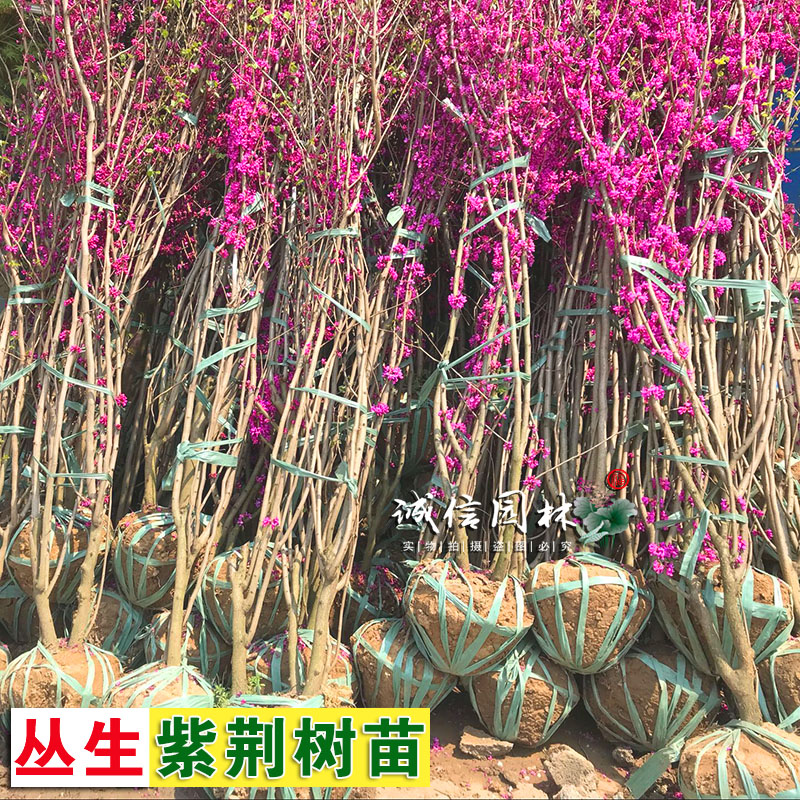 四季种植丛生紫荆花树苗室外庭院开花植物红花紫荆树苗别墅绿化苗在类目 鲜花速递/花卉仿真/绿植园艺, 花园植物/行道树/果树, 观叶 /花灌木中 - 来自Buy2taobao.com提供专业的淘宝代购服务