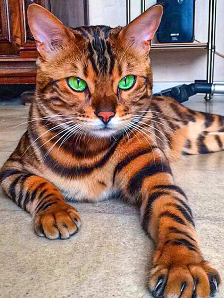 纯种孟加拉豹猫活体玫瑰花纹短毛玩具虎猫老虎猫赛级血统宠物猫舍