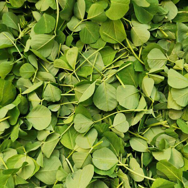 草头菜新鲜金花菜野菜三叶菜秧草现割现卖带箱1000g份