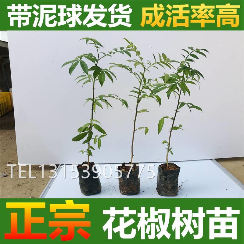 九叶青花椒苗树盆栽当年结果食用四川藤椒苗大红袍麻椒树苗盆地栽