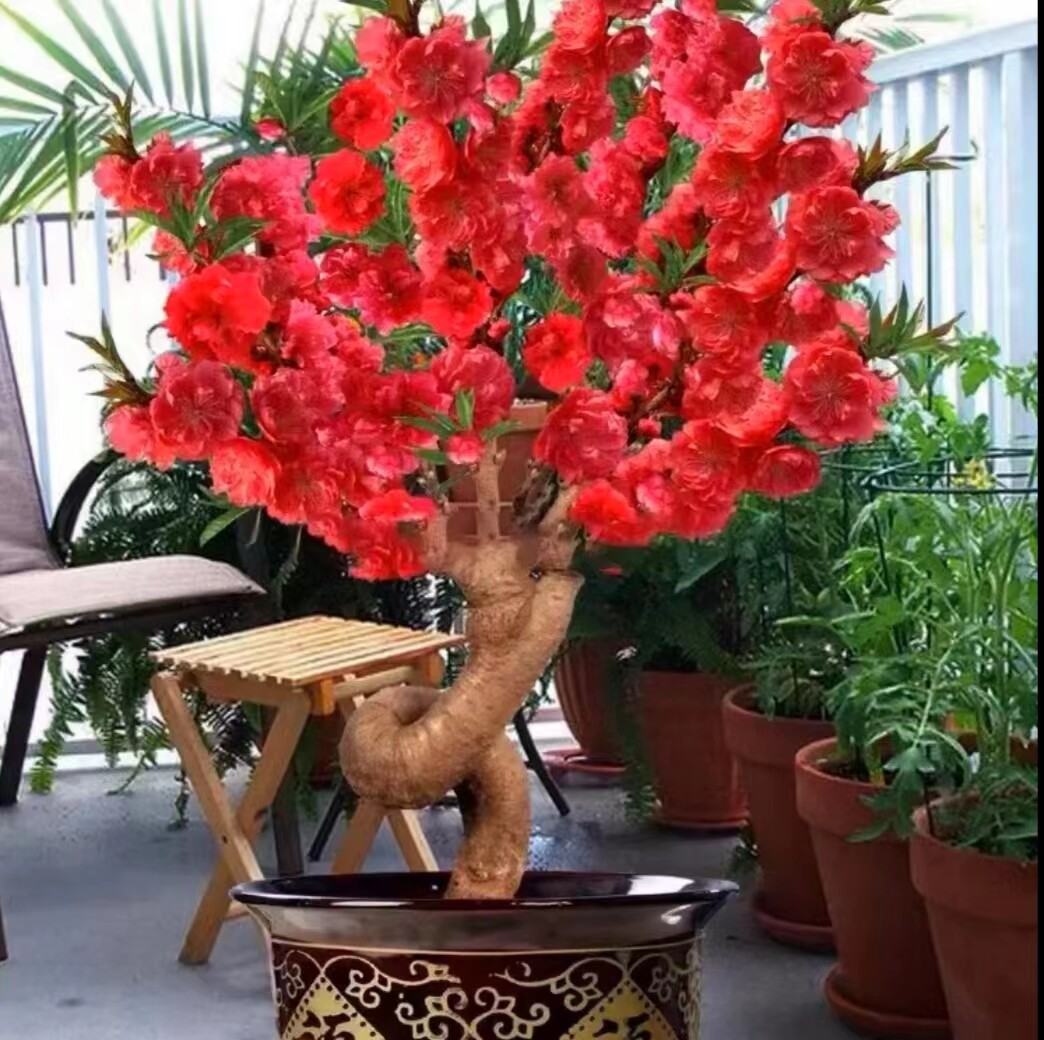 油桃蟠桃寿星桃碧桃其中油桃和蟠桃都作果树栽培,寿星桃和碧桃主要供