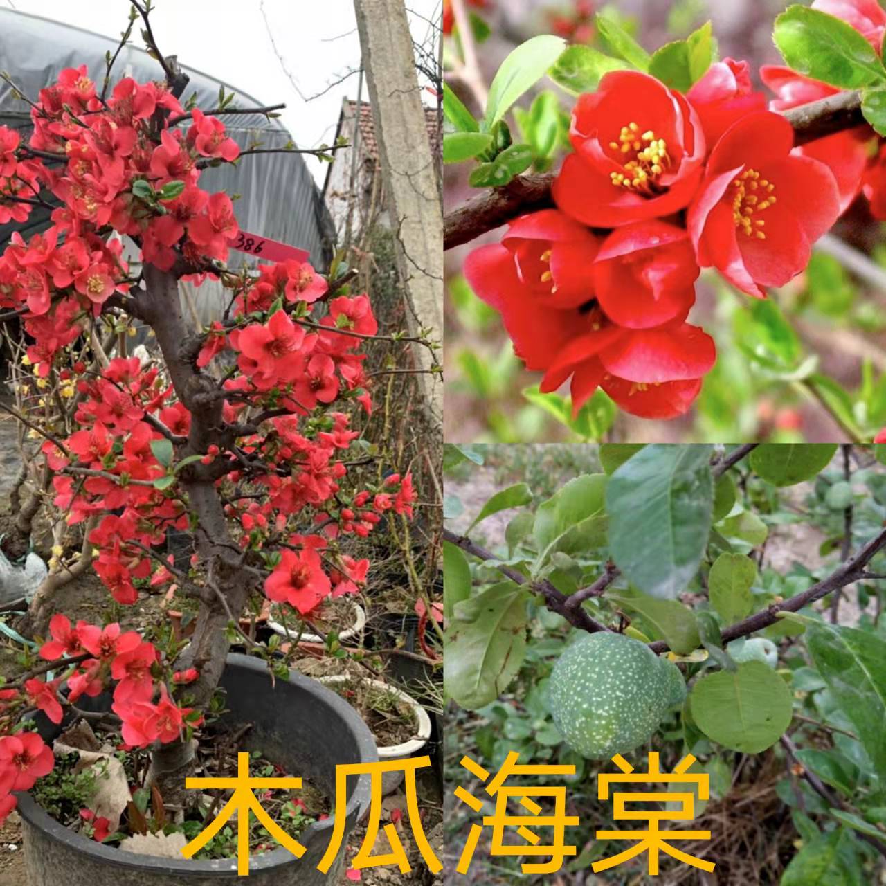 小金花卉  --  木瓜海棠老桩盆景开花结果可观赏