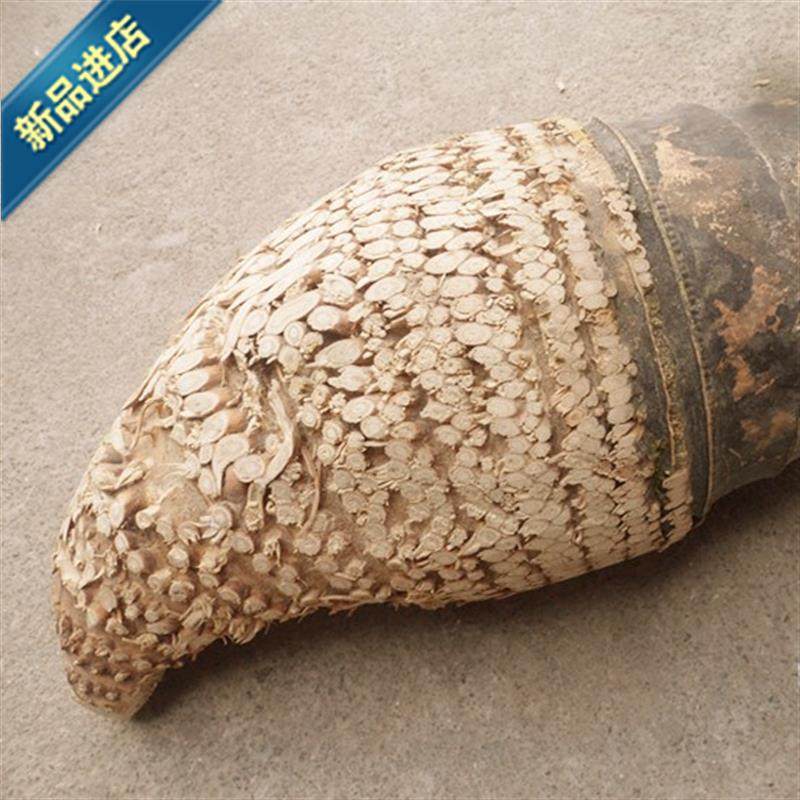 楠竹根毛竹根g大竹根老竹根竹根雕原料满钉大竹根尺寸大小都优惠券